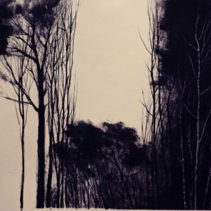 Arbres - Corrèze