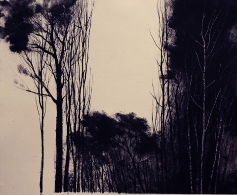 Arbres - Corrèze