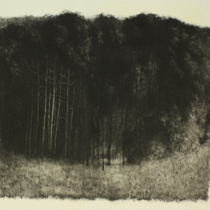 Forêt sombre
