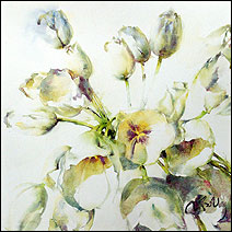 Les Tulipes blanches 2
