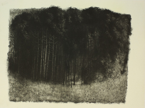 Forêt sombre